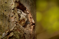 Syc rousny - Aegolius funereus - Boreal Owl 4092